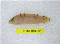 藏品(蓋馬氏盔魚)的圖片